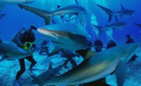 Акулы Красного моря Акулы Красного моря