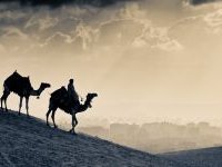 Два верблюда на фоне далекого города