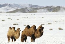 Двугорбые верблюды (Camelus bactrianus). Монголия, Алтайские горы