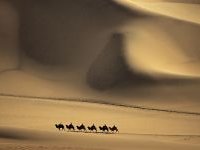 Караван верблюдов, идущий по пустыне